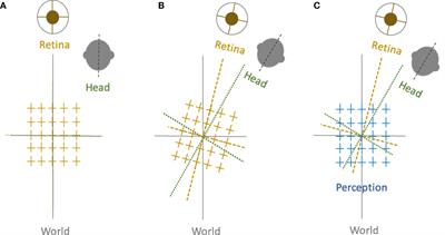 Perception of Upright: Multisensory Convergence and the Role of Temporo-Parietal Cortex